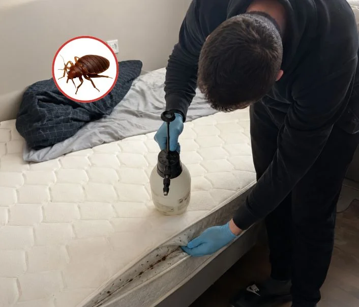 Technicien traitant un matelas contre les punaises de lit à Pontcarré